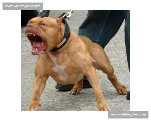 皮特犬竞技赛事：挑战极限的速度与力量对决